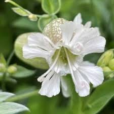 Attēlu rezultāti vaicājumam “Silene vulgaris leaf”