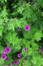 Image result for Geranium `Sandrine`