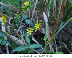 Attēlu rezultāti vaicājumam “Agrimonia pilosa leaf”