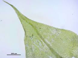 Attēlu rezultāti vaicājumam “Sciuro-hypnum reflexum”