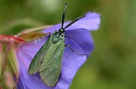 Attēlu rezultāti vaicājumam “Adscita statices”