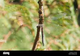 Attēlu rezultāti vaicājumam “Aeshna mixta female”