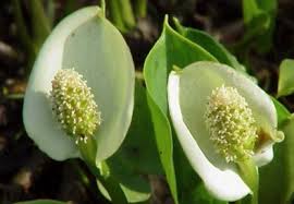 Attēlu rezultāti vaicājumam “Calla palustris flower”