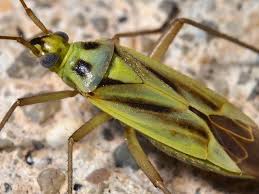Attēlu rezultāti vaicājumam “Miridae”