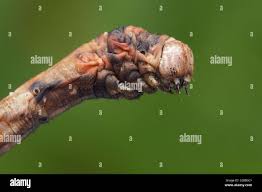 Attēlu rezultāti vaicājumam “Plagodis dolabraria”