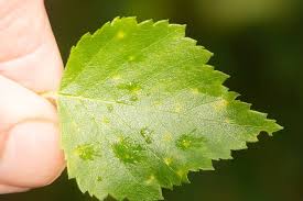 Attēlu rezultāti vaicājumam “Betula pubescens leaf”