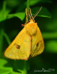 Attēlu rezultāti vaicājumam “Diacrisia sannio male”