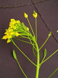 Attēlu rezultāti vaicājumam “Draba nemorosa”