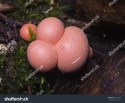 Attēlu rezultāti vaicājumam “Lycogala irregulare macro”