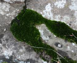 Attēlu rezultāti vaicājumam “Didymodon rigidulus sporophyte”