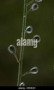 Attēlu rezultāti vaicājumam “Circaea lutetiana fruit”