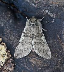 Attēlu rezultāti vaicājumam “Achlya flavicornis”