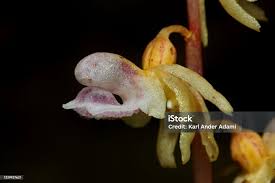 Attēlu rezultāti vaicājumam “Epipogium aphyllum flower”