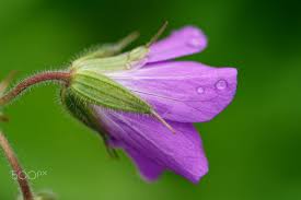 Attēlu rezultāti vaicājumam “Geranium pratense bud”