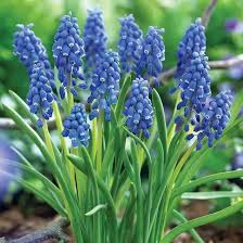 Attēlu rezultāti vaicājumam “Muscari armeniacum flower”