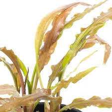 Attēlu rezultāti vaicājumam “Cribraria costata stalked”