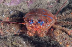 Image result for Gymnura natalensis