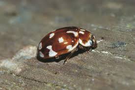 Attēlu rezultāti vaicājumam “Myrrha octodecimguttata”