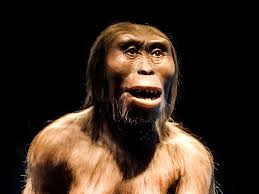 Image result for lucy