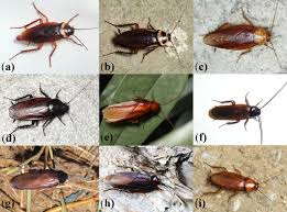 Attēlu rezultāti vaicājumam “Blattoptera”