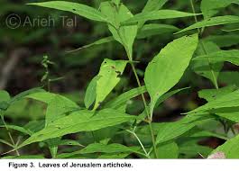 Attēlu rezultāti vaicājumam “Helianthus tuberosus leaf”
