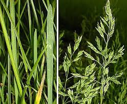 Attēlu rezultāti vaicājumam “Poa pratensis”