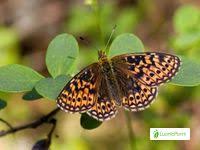Attēlu rezultāti vaicājumam “Boloria eunomia upperside”
