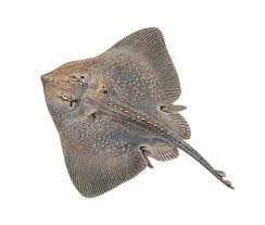 Image result for Amblyraja hyperborea