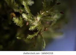 Attēlu rezultāti vaicājumam “Neckera crispa”