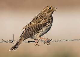 Image result for Emberiza calandra