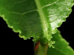 Attēlu rezultāti vaicājumam “Salix pentandra leaf”