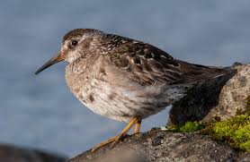 Attēlu rezultāti vaicājumam “Calidris maritima adult”