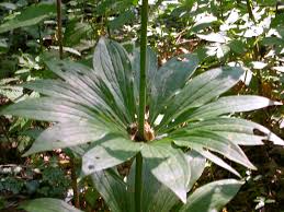 Attēlu rezultāti vaicājumam “Lilium martagon leaf”