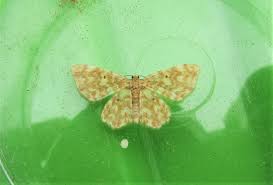 Attēlu rezultāti vaicājumam “Hydrelia flammeolaria”