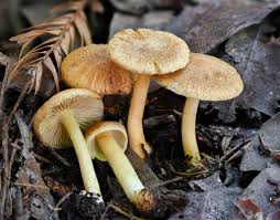 Attēlu rezultāti vaicājumam “Inocybe lanuginosa”
