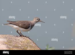 Attēlu rezultāti vaicājumam “Actitis hypoleucos adult”