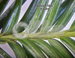 Attēlu rezultāti vaicājumam “Taxus baccata leaf”