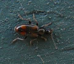 Attēlu rezultāti vaicājumam “Anthicidae”