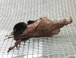 Attēlu rezultāti vaicājumam “Cossidae”