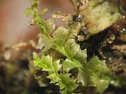 Attēlu rezultāti vaicājumam “Lophocolea bidentata”