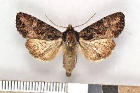 Attēlu rezultāti vaicājumam “Apamea remissa”