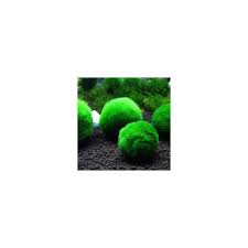 Imagini pentru Cladophora aegagropila