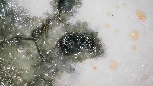 Attēlu rezultāti vaicājumam “Metatrichia vesparia”