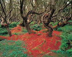 Image result for лес,