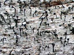 Attēlu rezultāti vaicājumam “Calicium salicinum”