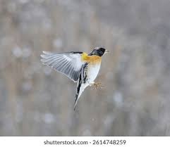 Attēlu rezultāti vaicājumam “Fringilla montifringilla male”