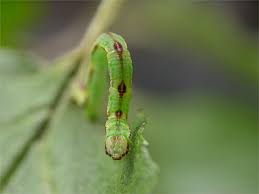 Attēlu rezultāti vaicājumam “Eupithecia exiguata”