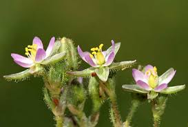 Attēlu rezultāti vaicājumam “Spergularia rubra”