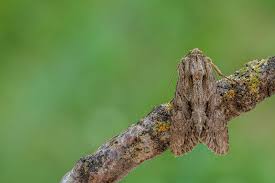 Attēlu rezultāti vaicājumam “Apamea monoglypha”