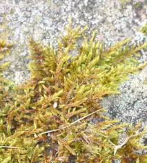 Attēlu rezultāti vaicājumam “Hypnum cupressiforme sporophyte”